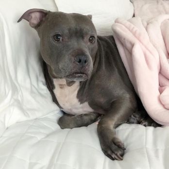 Dr Marchi - Pet Euthanasia at Home - My Babyrella - Veterinarians Near Me - Long Beach, California