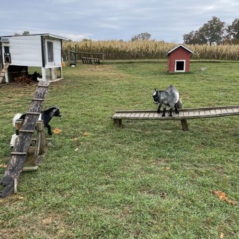 Narramore Farms Pumpkin Patch & Corn Maze - Goats - Pumpkin Patches Near Me - Kingston, Tennessee Narramore Farms Pumpkin Patch & Corn Maze - Goats - Pumpkin Patches Near Me - Kingston, Tennessee