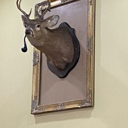 Los Venados - The head Venado (deer).