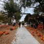 Photo of Moreland Pumpkin Patch