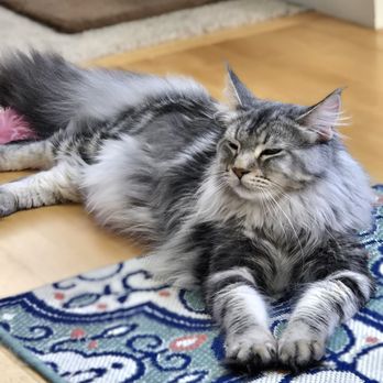 Maroc Coons Cattery - Pet Breeders Near Me - Cannon Falls, Minnesota Maroc Coons Cattery - Pet Breeders Near Me - Cannon Falls, Minnesota