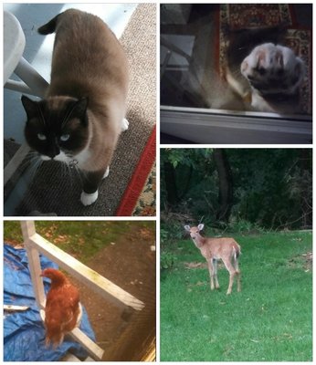 Discount frankie's friends new kensington Free Shipping