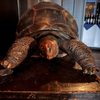 Tortoise Supper Club gift card
