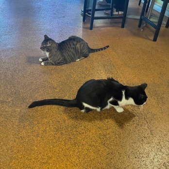 The Cat Cafe - Coffee & Tea Near Me - San Diego, California The Cat Cafe - Coffee & Tea Near Me - San Diego, California