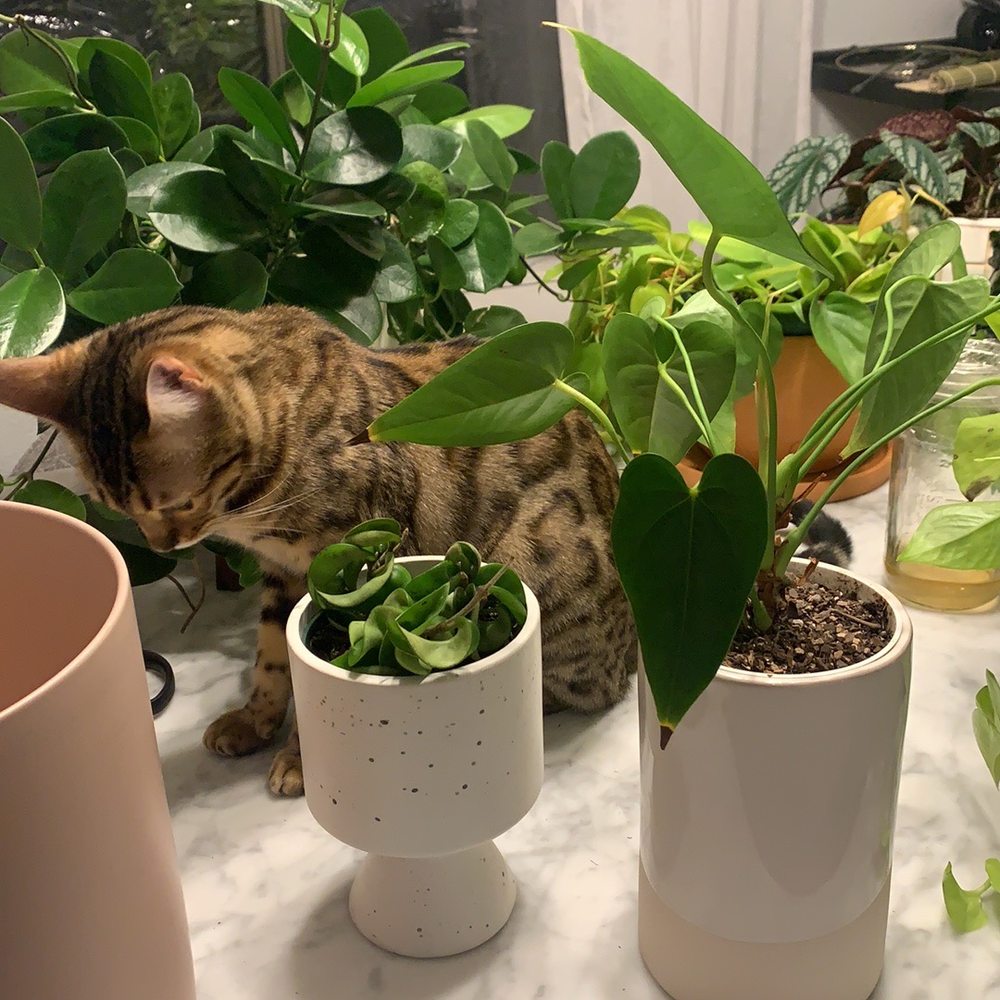 this anthurium from indoor sun shoppe is invincible. such high quality. this anthurium from indoor sun shoppe is invincible. such high quality.