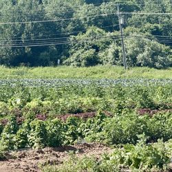 Carmody's Farm