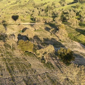 Sky's The Limit Ballooning - The shadow of our balloon looks like a heart - Hot Air Balloons Near Me - Los Olivos, California