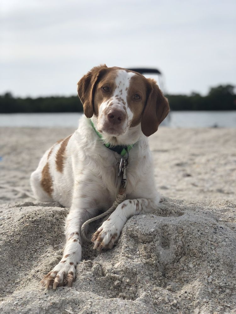 VISCAYAPRADO VETERINARY HOSPITAL Updated July 2024 12 Photos & 76