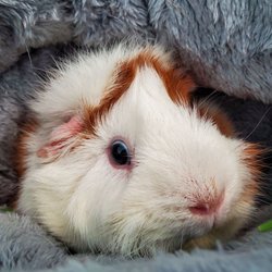 All Creatures Veterinary Clinic