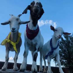 Resale Ranch - Goats on site! Come feed and show them love