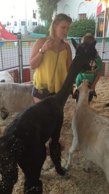 Maricopa County Fair by null