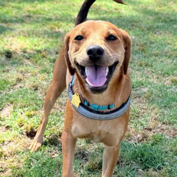 OC Paw House - Sooo happy! - Pet Sitting Near Me