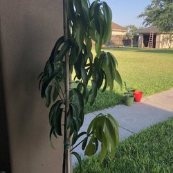 Stuart Place Nursery - The light green leaves are new branches and the new growth.