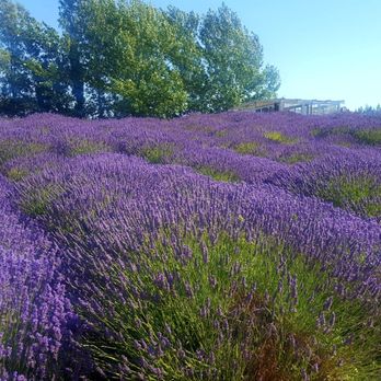 Jardin Du Soleil Lavender - Smells like a spa here - Venues & Event Spaces Near Me - Sequim, Washington