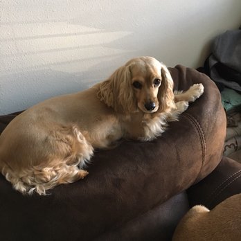 Barks N Bubbles Grooming - Pet Groomers Near Me - El Paso, Texas