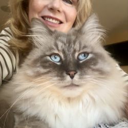 SweetPaw Cattery - Love love love him