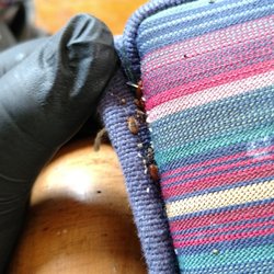 Hadlow Pest Solutions - Bed bugs in a couch