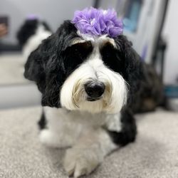 Luxury Pet Grooming