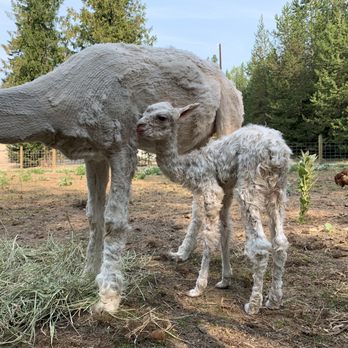 Twilight Meadows - New member to our farm - Ranches Near Me Twilight Meadows - New member to our farm - Ranches Near Me