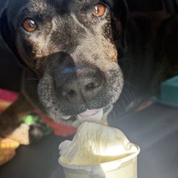 Pup cup