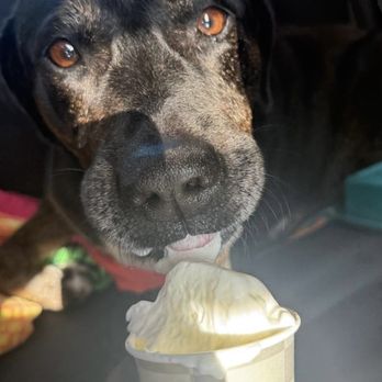 Foxtail Coffee - Pup cup - Coffee Roasteries Near Me - Altamonte Springs, Florida