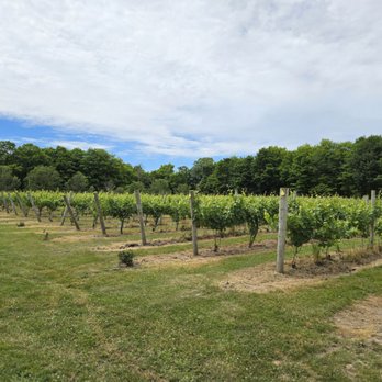 Colloca Estate Winery - Vineyard - Wineries Near Me - Sterling, New York Colloca Estate Winery - Vineyard - Wineries Near Me - Sterling, New York