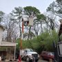 Photo of Afford Tree Service