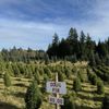 Pilchuck Secret Valley Christmas Tree Farm gift card