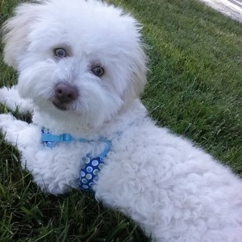 The DogMaster - Happy Soul~ - Pet Training Near Me - Walnut, California
