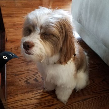 The Pooch Mobile - All nice and clean...and fluffy! Smells so good! - Pet Groomers Near Me - Parker, Colorado