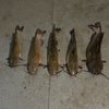 Kings Fishing gift card