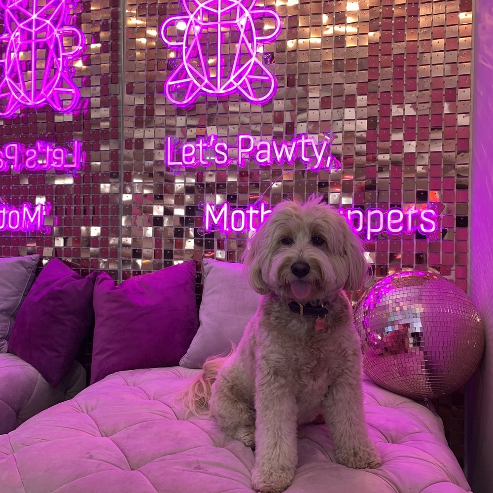 Mishka - Charlie Doodle can pawty all day long at Mishka! LOVE the new Pawty Pad for special occasions. - Pet Stores Near Me - San Francisco, California Mishka - Charlie Doodle can pawty all day long at Mishka! LOVE the new Pawty Pad for special occasions. - Pet Stores Near Me - San Francisco, California