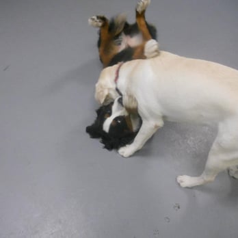 Augusta Dog Training - Puppies at Play! - Pet Training Near Me - Edina, Minnesota Augusta Dog Training - Puppies at Play! - Pet Training Near Me - Edina, Minnesota