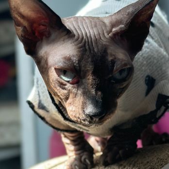 Animal Eye Care - You can see her cherry eye - Veterinarians Near Me - Pleasanton, California