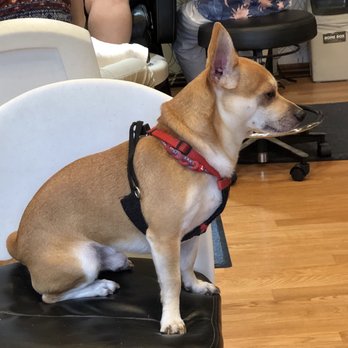 Princess Nails - Starbuck sitting at my pedi station waiting for Tina to sit back down. He likes to sit behind her while she works. - Nail Salons Near Me - Honolulu, Hawaii