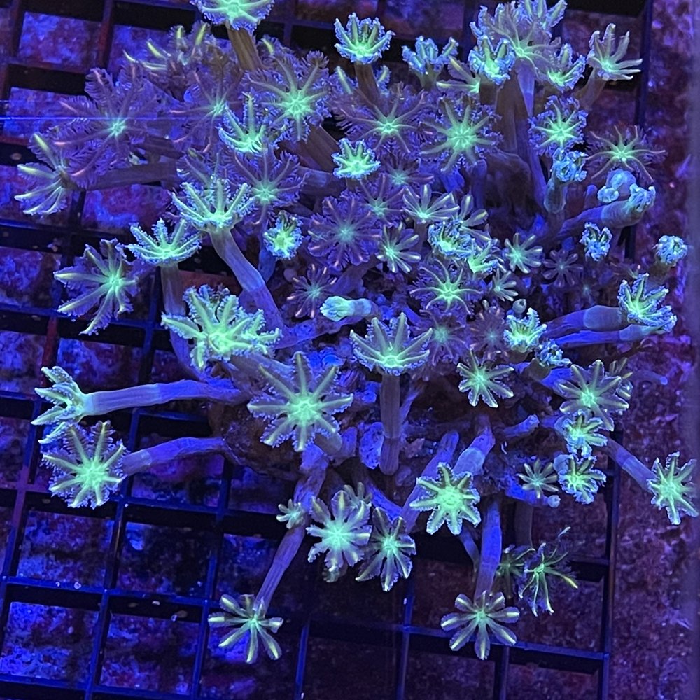 Reefstar Aquatics - Local Fish Stores Near Me - Los Angeles, California Reefstar Aquatics - Local Fish Stores Near Me - Los Angeles, California