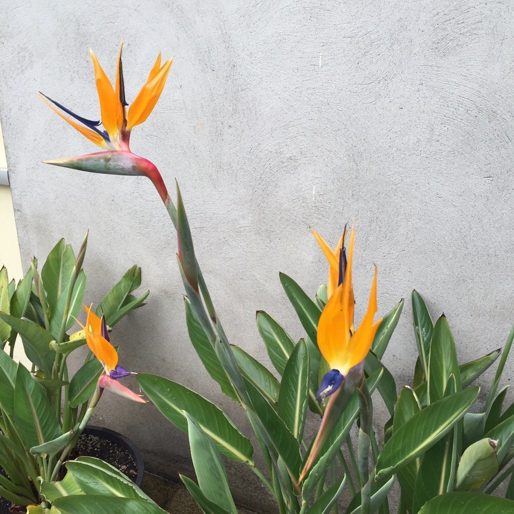 National Botanic Gardens - Parks Near Me - Glasnevin, D