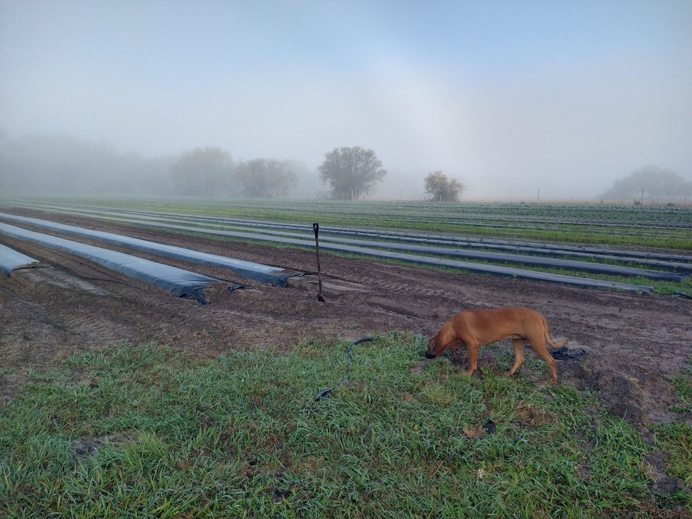 Honeyside Farms Logo