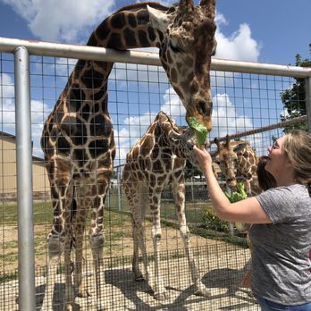 Boulder Ridge Wild Animal Park - Feeding giraffe lettuce - Zoos Near Me - Alto, Michigan Boulder Ridge Wild Animal Park - Feeding giraffe lettuce - Zoos Near Me - Alto, Michigan
