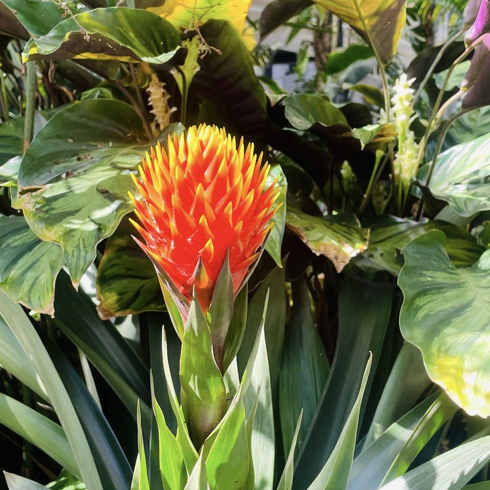 Amazon Spheres - Botanical Gardens Near Me - Seattle, Washington