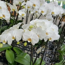 Raffeiner Orchideen Welt