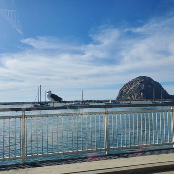 Rose's Bar and Grill - Perfect view from our table of Morro Bay & Morro Rock with a seagull deciding to pose for us. - Seafood Near Me - Morro Bay, California Rose's Bar and Grill - Perfect view from our table of Morro Bay & Morro Rock with a seagull deciding to pose for us. - Seafood Near Me - Morro Bay, California