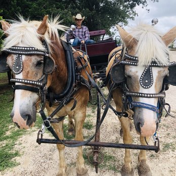 Homestead Heritage - Haflinger wagon rides. - Arts & Crafts Near Me - Waco, Texas