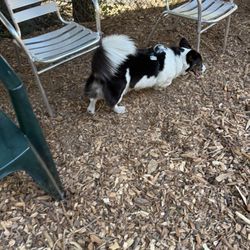 Joaquin Miller Dog Park - Seating options in the small dog area