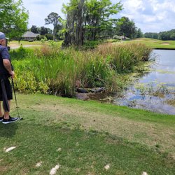 Heritage Golf Club - Momma gator. 11 or 12 little gators nesting. Stay away.