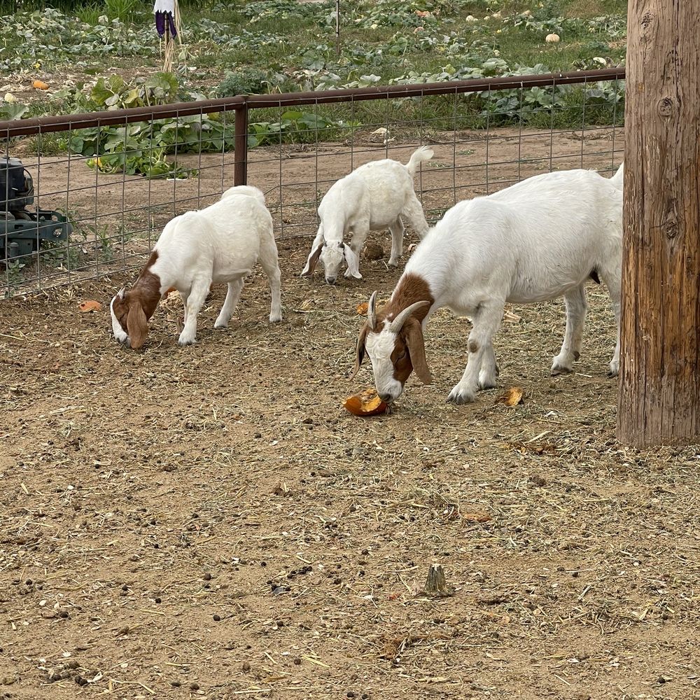 Mountain Valley Ranch - Goats - Pumpkin Patches Near Me - Ramona, California Mountain Valley Ranch - Goats - Pumpkin Patches Near Me - Ramona, California