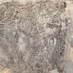 Yard Creations - Root ball