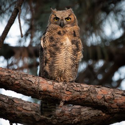 Sepulveda Basin Wildlife Reserve by null