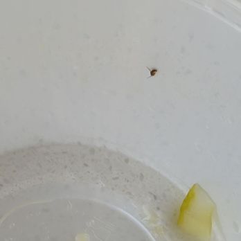 Jing Mommy - Bug in soup container - Food Delivery Services Near Me - Walnut, California