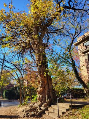 The Witches' Tree by null